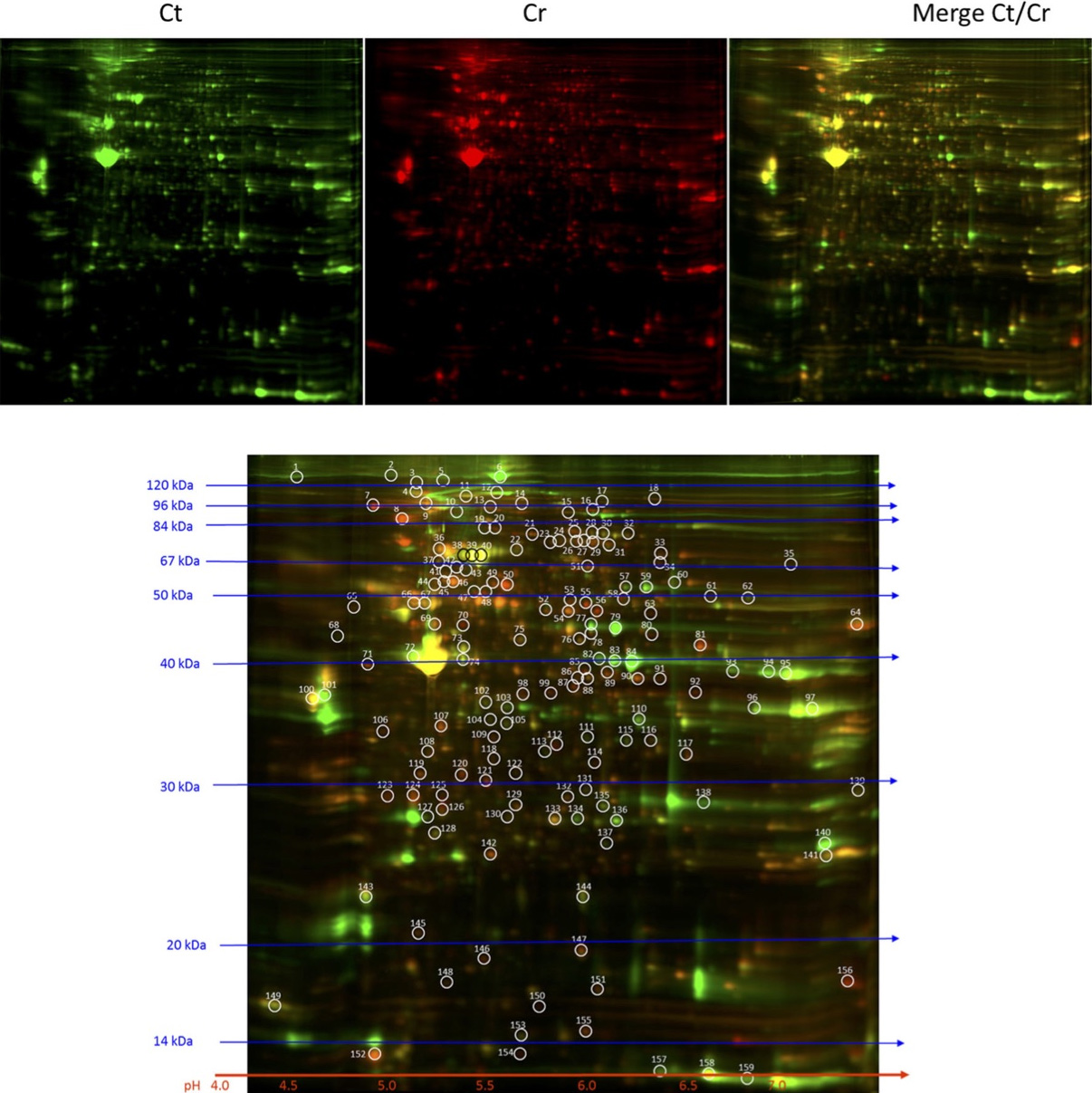 Example of 2D-DIGE image of detection of differentially expressed proteins in Cr(VI)-transformed Beas-2B cells by 2D-DIGE labeled using our fluorescent minimal dyes