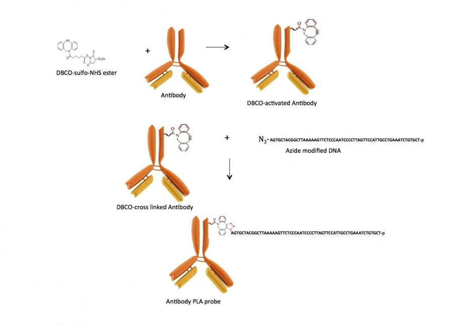 Click chemistry antibody-DNA conjugation reaction procedure