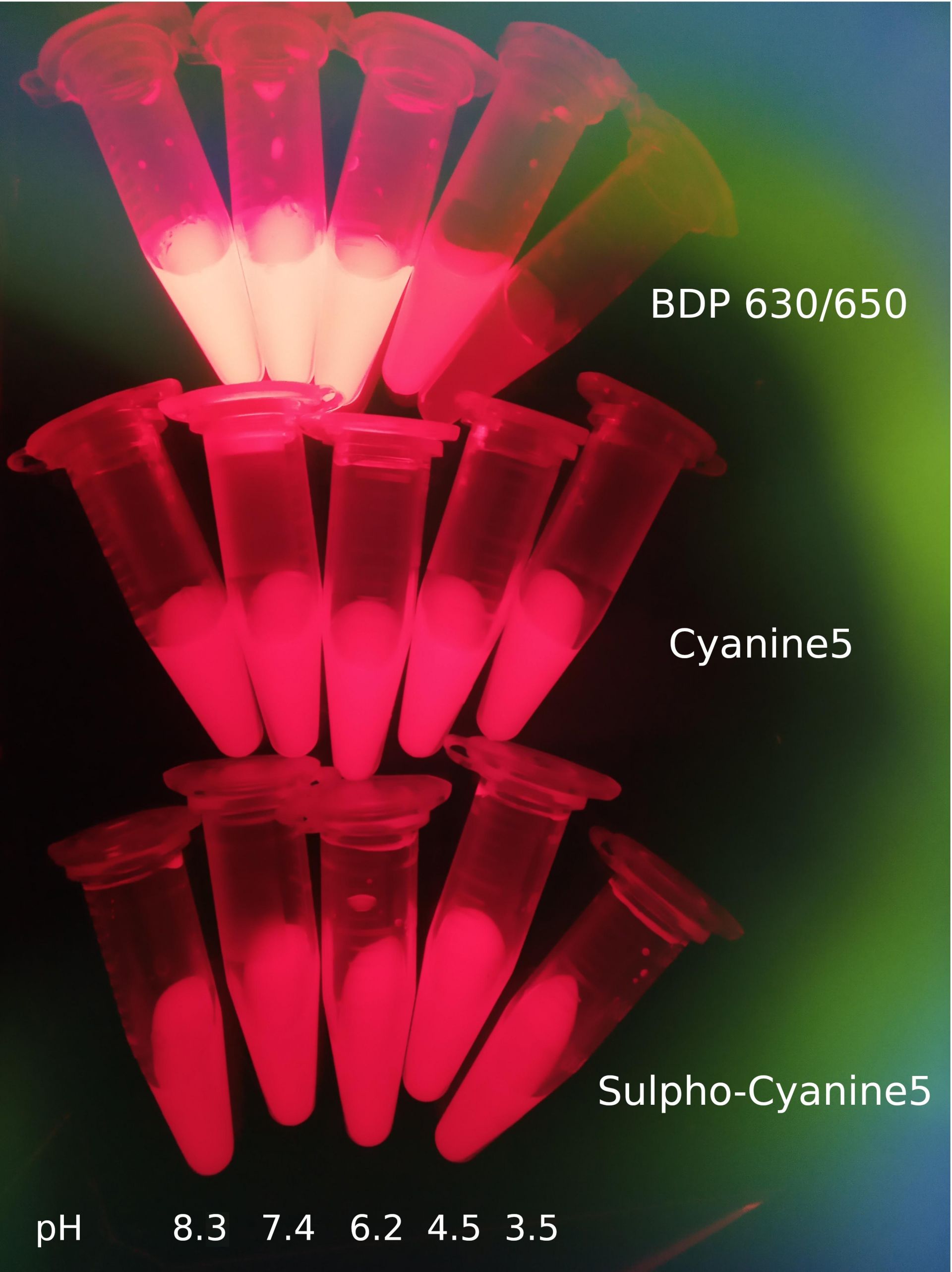 Visible fluorescence of Cyanine5; Sulfo-Cyanine5; BDP 630/650 in tubes under UV light 