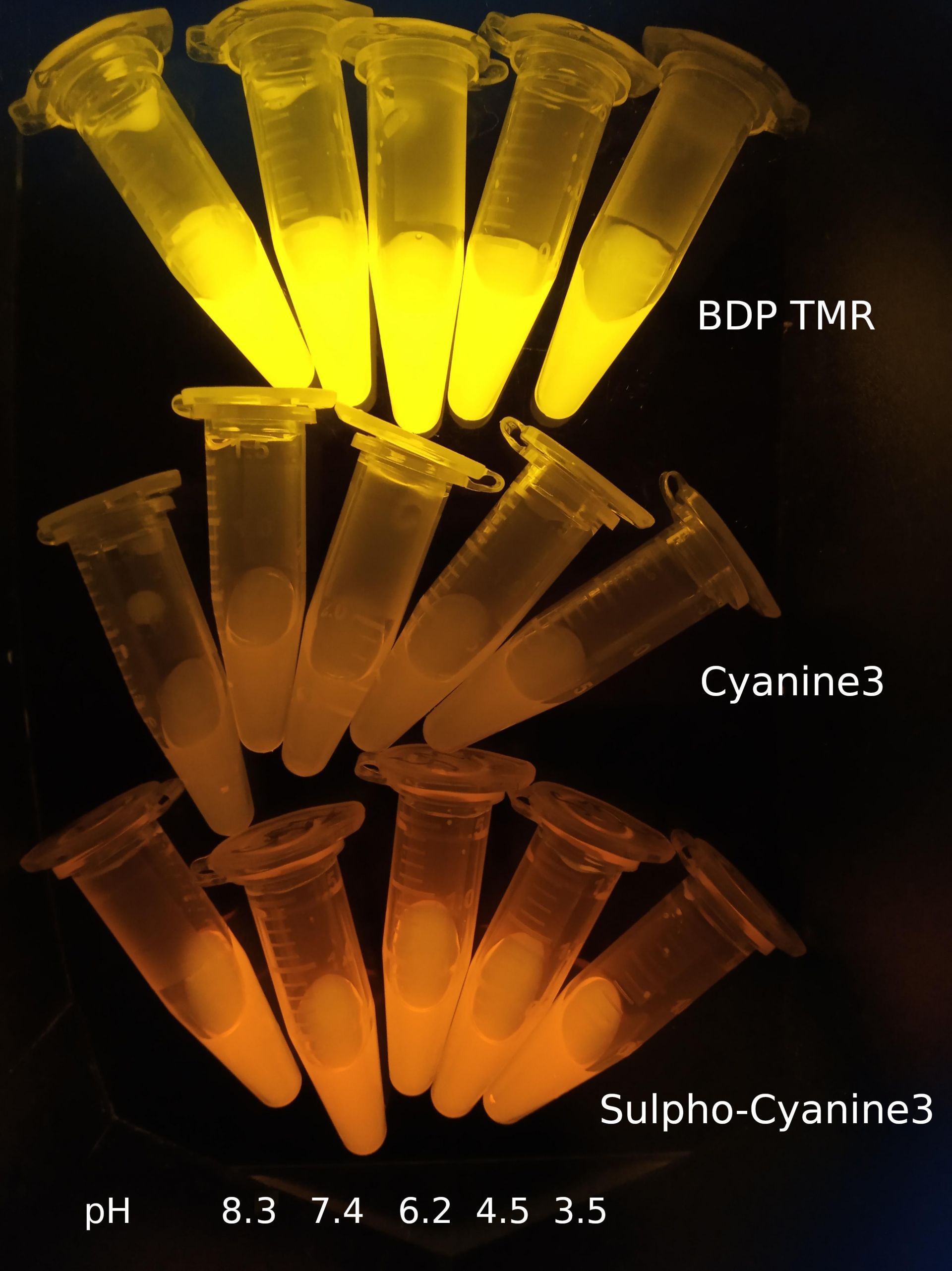 Visible fluorescence of Cyanine3; Sulfo-Cyanine3; BDP TMR in tubes under UV light 