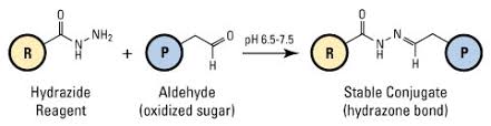 Hydrazide-based labeling