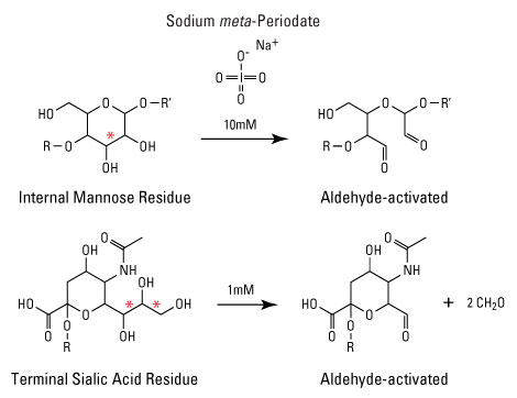 An example of sugar residues pre-modification for labeling with aldehyde-reactive dyes