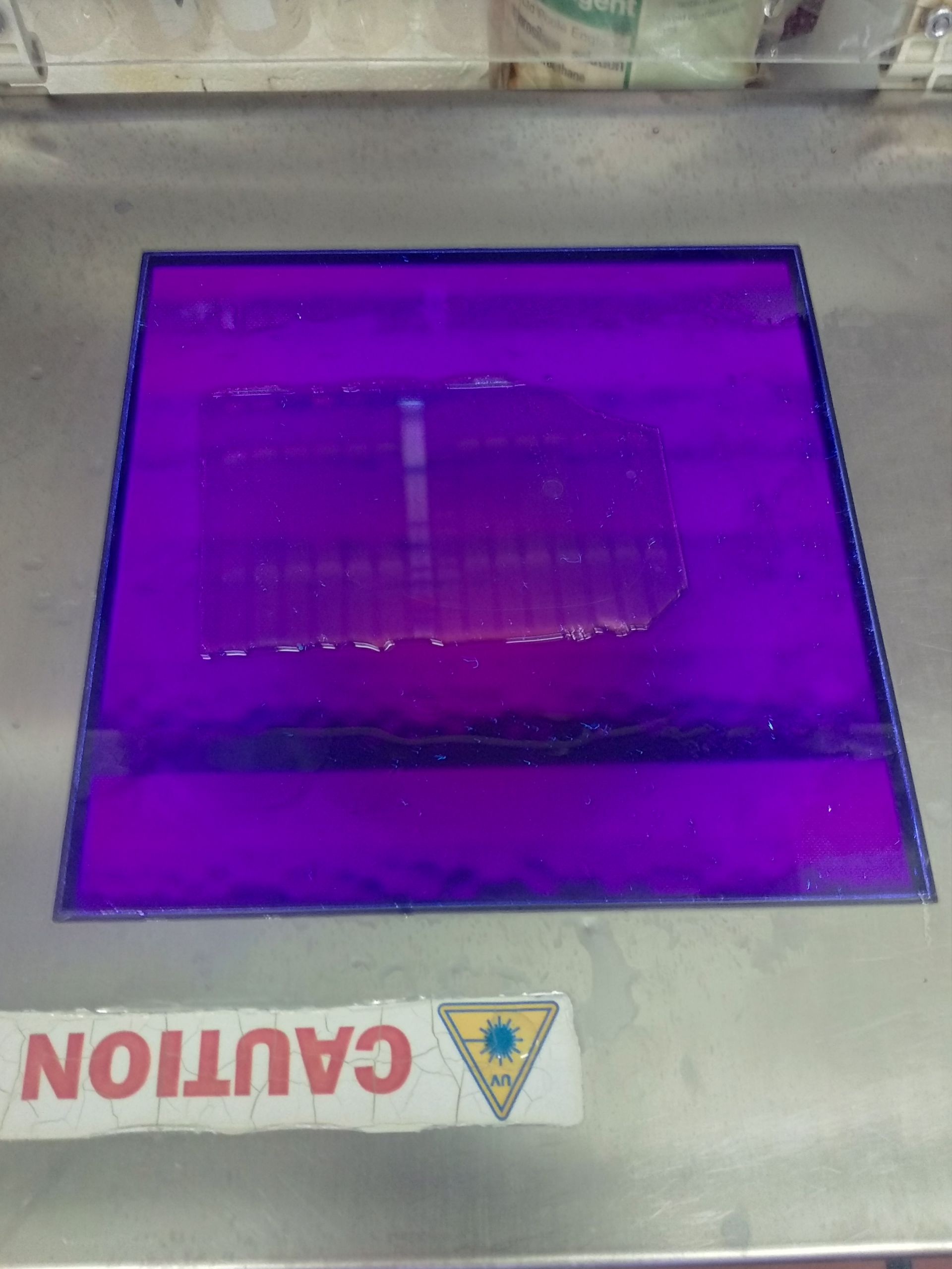 view of the gel on the UV transilluminator